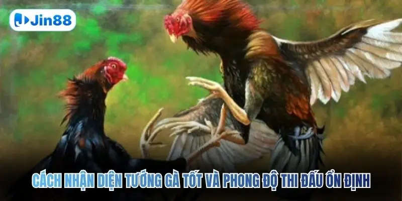 Đá Gà Cựa Sắt JIN88 – Đấu Trường Chân Thực Top 1 2026 - hình ảnh - jin88.lol