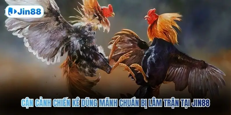 Đá Gà Cựa Sắt JIN88 – Đấu Trường Chân Thực Top 1 2026 - hình ảnh - jin88.lol
