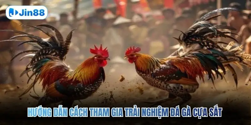 Đá Gà Cựa Sắt JIN88 – Đấu Trường Chân Thực Top 1 2026 - hình ảnh - jin88.lol